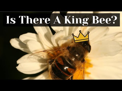 Is There A King Bee? | Busy Beekeeping