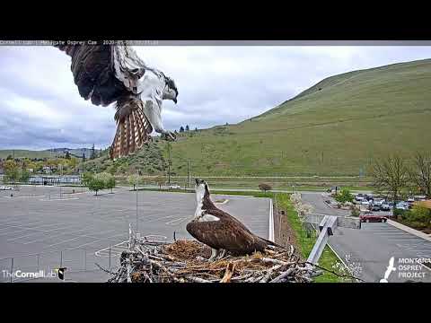 Male visits Iris again,  5/7/20 - Hellgate osprey nest