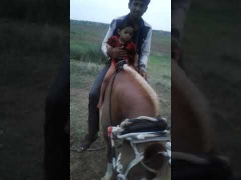 Akram.  Hafij ulla hors