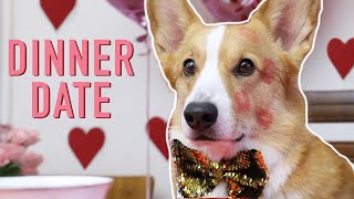 VALENTINE'S DAY - Topi the Corgi