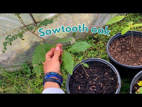 How to grow a Sawtooth oak tree from seed