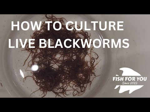 Culture Live Blackworms for Under $25