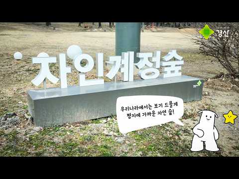 도심 속 신비로운 평지 천연림이 경산에 있다?! 경산 자인계정숲 풍경 한번 구경하세요!