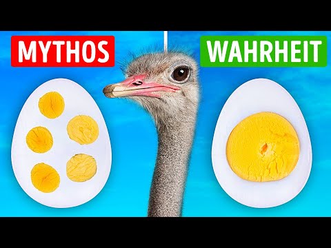 26 Wahr-oder-Falsch-Fragen, um dein Gehirn zu wecken