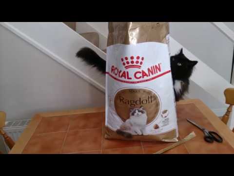 royal canin adult ragdoll cat food 10kg unbaging demonstration