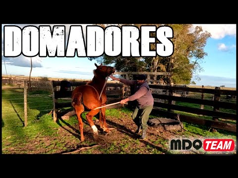 COUNTRY LIFE - WE CONTINUE WITH THE DRESSAGE