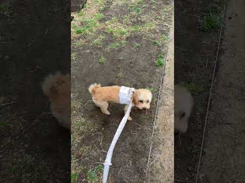 経営学科 雨でも絶対散歩したいトイプードル　 #toypoodle #トイプードル #puppy