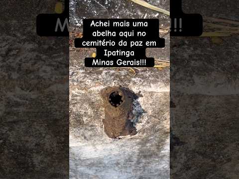 Achei mais uma abelha aqui no cemitério de Ipatinga Minas Gerais. Abelha irai muito bonita!