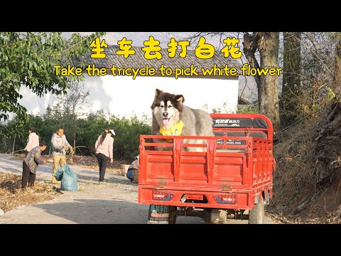 打白花