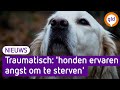 'Honden ervaren angst om te sterven'
