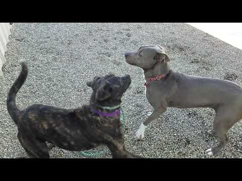 Dancer, an adopted Dutch Shepherd & Labrador Retriever Mix in Pasadena, CA_image-1