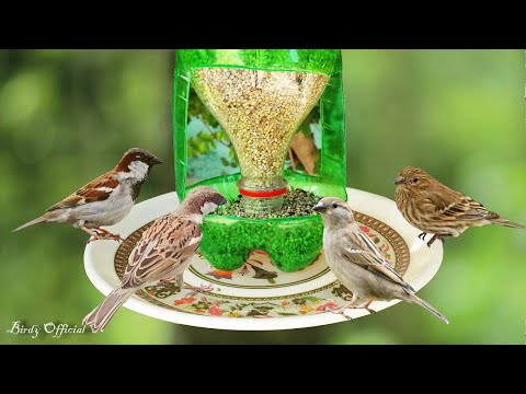 download lagu mp3 mp4 Plastic Free Bird Food, download lagu Plastic Free Bird Food gratis, unduh video klip Plastic Free Bird Food