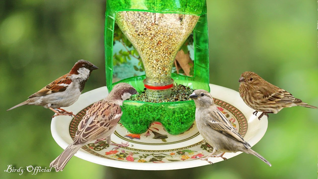 How To Make A Bird Feeder Diy Homemade Plastic Bottle Bird
