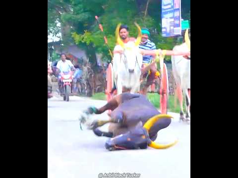 😢வீரனுக்கு வந்த சோதனை🤕#reklarace#ரேக்ளா#rekla#ரேக்ளாரேஸ்#rekla_race_2022#reklarace_2022#inbu#ksp#kgf