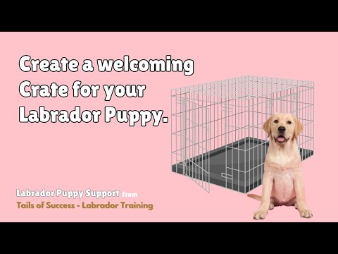 Create a Welcoming Crate for your Labrador Puppy