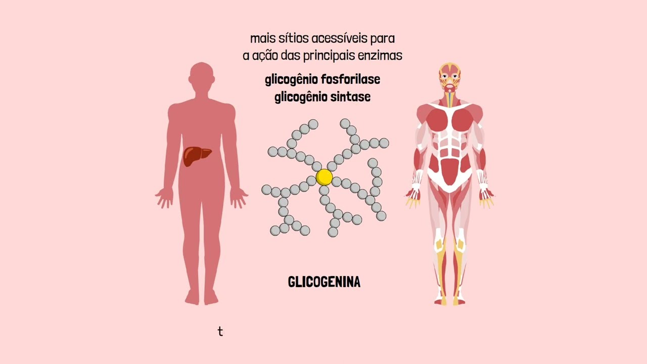 Metabolismo do glicogênio
