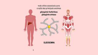 Metabolismo do glicogênio
