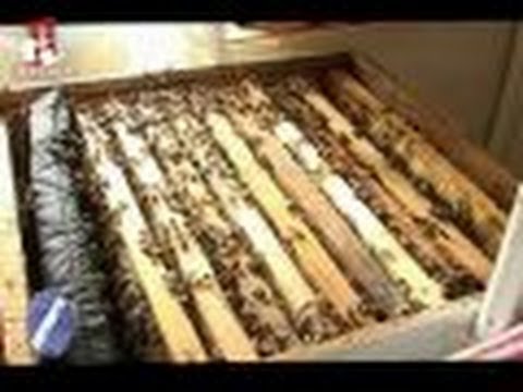 2/3 Sfaturi inmultire albine Topirea ramelor pt. ceara stupina Apicultura incepatori 24-Apr-2010