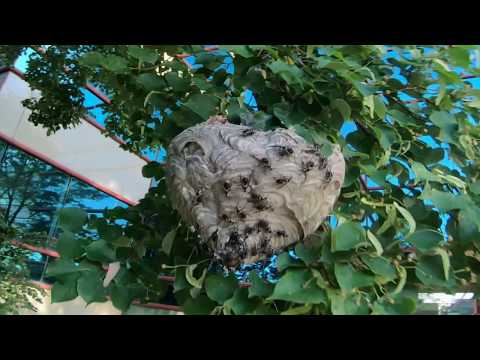 Bald Faced Hornet (paper wasp) Nest vs FPV Drone