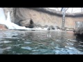 Sea Otters At The Detroit Zoo
