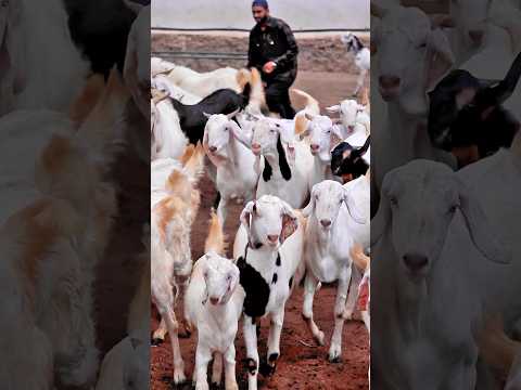 Bakra Mandi 2024 #bakraeid #bakraeid2024 #bakraeidspecial #bakra #goats #trending #biggoats
