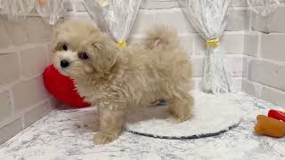 ハーフ犬の動画01
