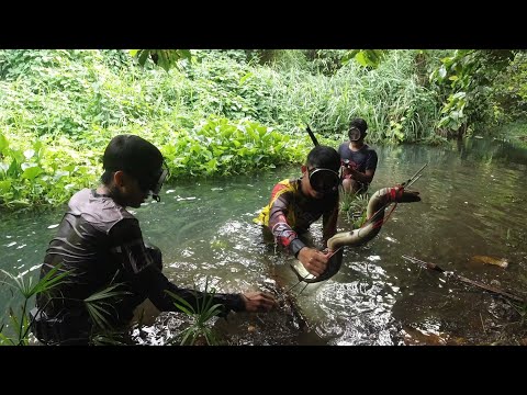 SE03EP190 - NAG SAMA-SAMA ang PALOS at MGA AHAS PAGONG sa IISANG LUNGGA | San Pablo City, Laguna