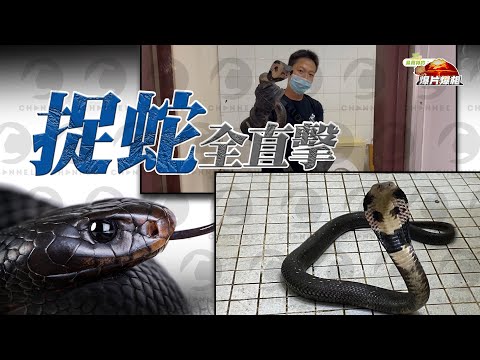 眼鏡蛇 香港