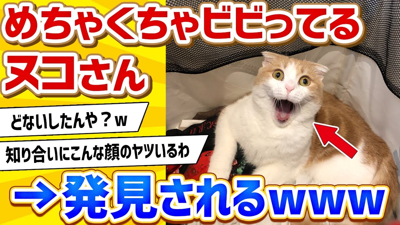 【2ch動物スレ】めっちゃビビってるヌコ発見されるｗｗｗｗｗｗｗｗｗｗｗ