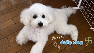 【VLOG】トリミングでサッパリした愛犬の日常vlog ｜扇風機を特等席で独り占め