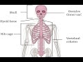 two minutes of anatomy axial skeleton