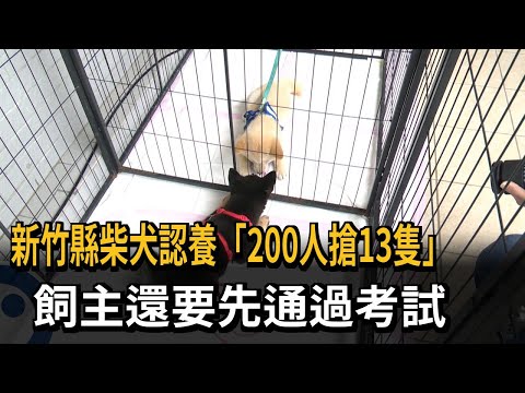 領養代替購買！　竹縣柴犬認養「200人搶13隻」　飼主須先考試