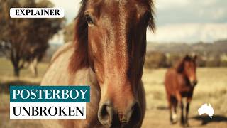 How the High Country’s most famous brumby dodged the bullets
