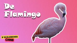 Schlieremer Chind - De Flamingo | Mir gönd in Zoo