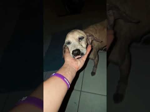 resgate. Associação Cão Amigo - Tarauaca Acre outubro 2025