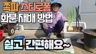 쪽파 스티로폼, 화분에서 간단하기 키우는방법 - Scallions planting