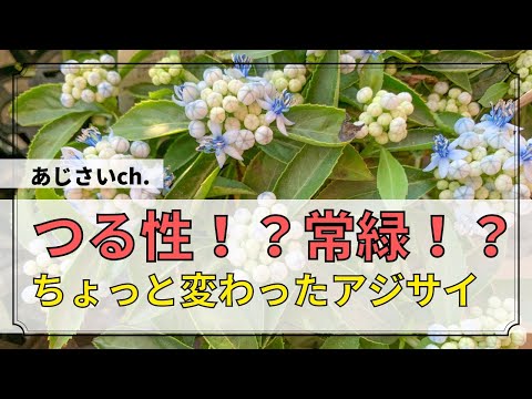 常緑つる性植物:プライバシー保護に優れた4種類 トピックス