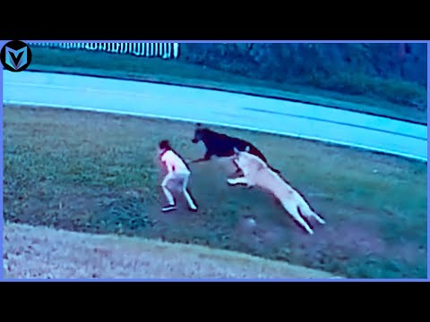 30 Animales Heroicos Que Han Salvado Vidas Humanas! #3