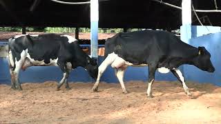 Vídeo 12 - 1ª ETAPA MEGA LIQUIDAÇÃO TOTAL AGROPECUÁRIA MARAJOARA - DIA 4 | GADO GIROLANDO E HOLANDÊS