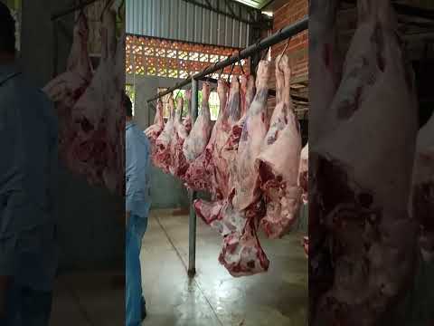 Chegando 8 Novilhas Para Festa Em Barbosa Ferraz PR