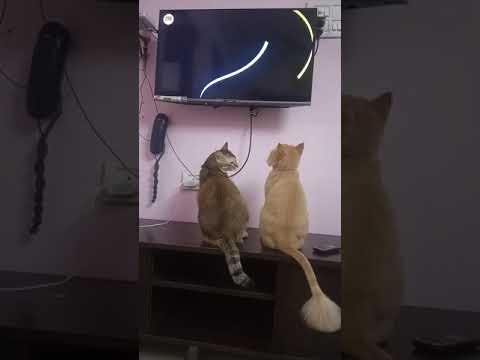 Cute cat 😽😽😽😽😘😘😘 |Shaikh firdous