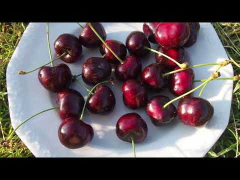 Burlat czy Rivan? Która odmiana czereśni jest większa i lepsza?