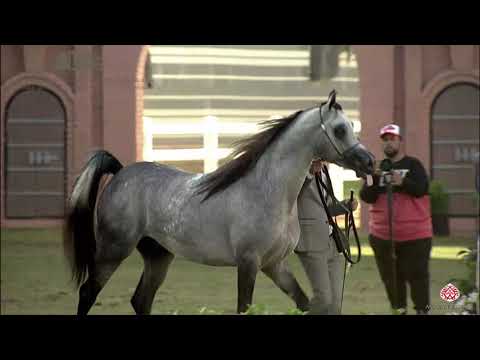 N.196 MAHER AL SAYED - 2020 PSAIAHF Al Khalediah Show - Colts 3 Years Old (Class 6)