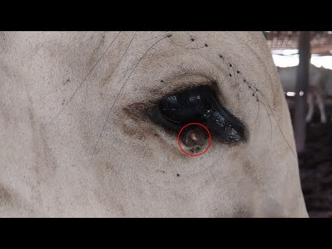 Rescue cow by removing lumpy and ticks from cow's eye, hard work to remove it.