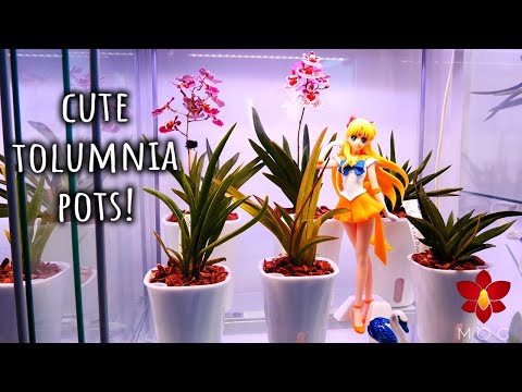 These are the perfect mini self watering pots for my Tolumnia Orchids!
