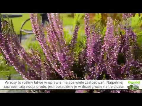 Wrzosy - uprawa i pielęgnacja wrzosów. Rośliny w ogrodzie