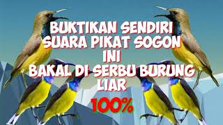 Download lagu Suara pikat sogon || sogon kejepit || auto panen 💯 mp3