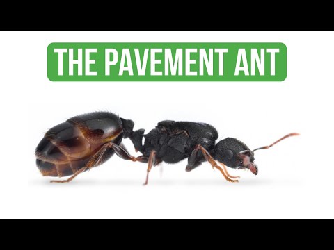 Come Prendersi Cura di Tetramorium Caespitum