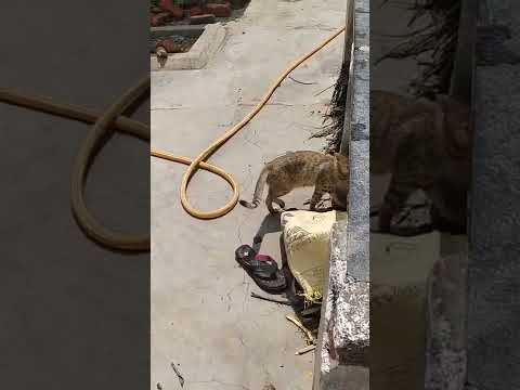 Village cat meow for food