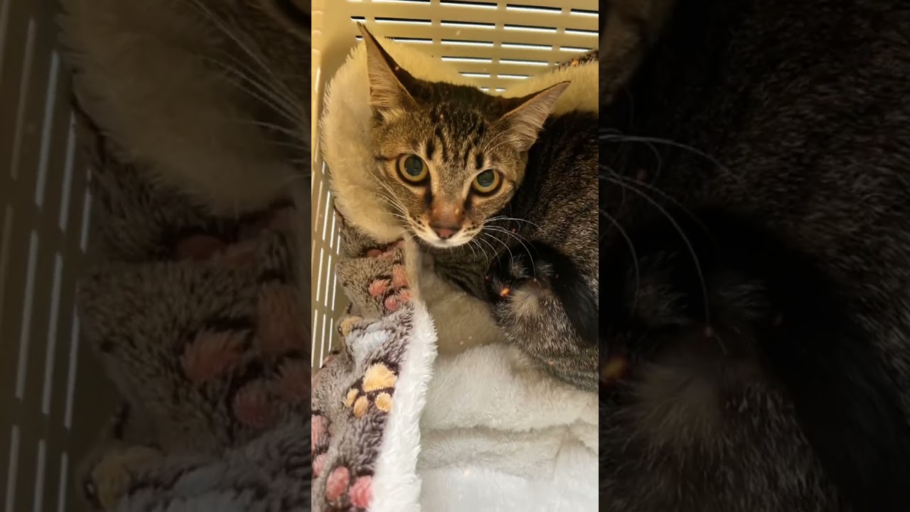 ツナ美ちゃん、今日は風邪をひいて病院に行きました、とてもいい子でした😸